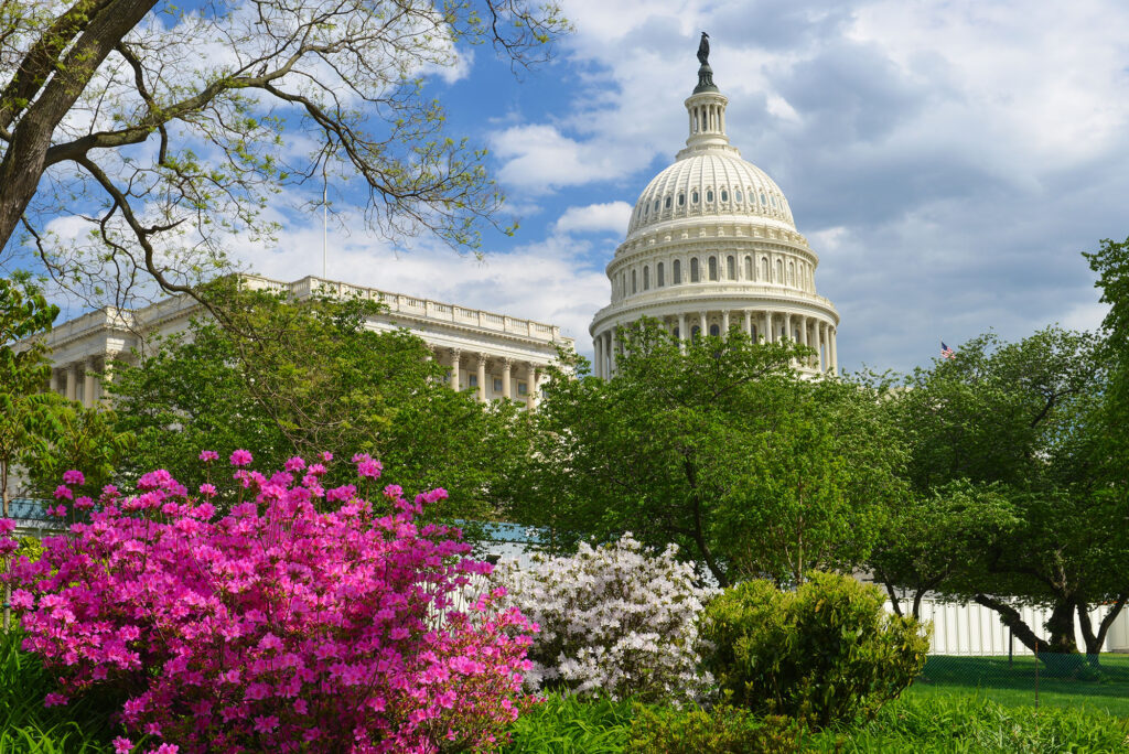 Capitol building in Washington DC behind green trees and purple and white flowering bushes