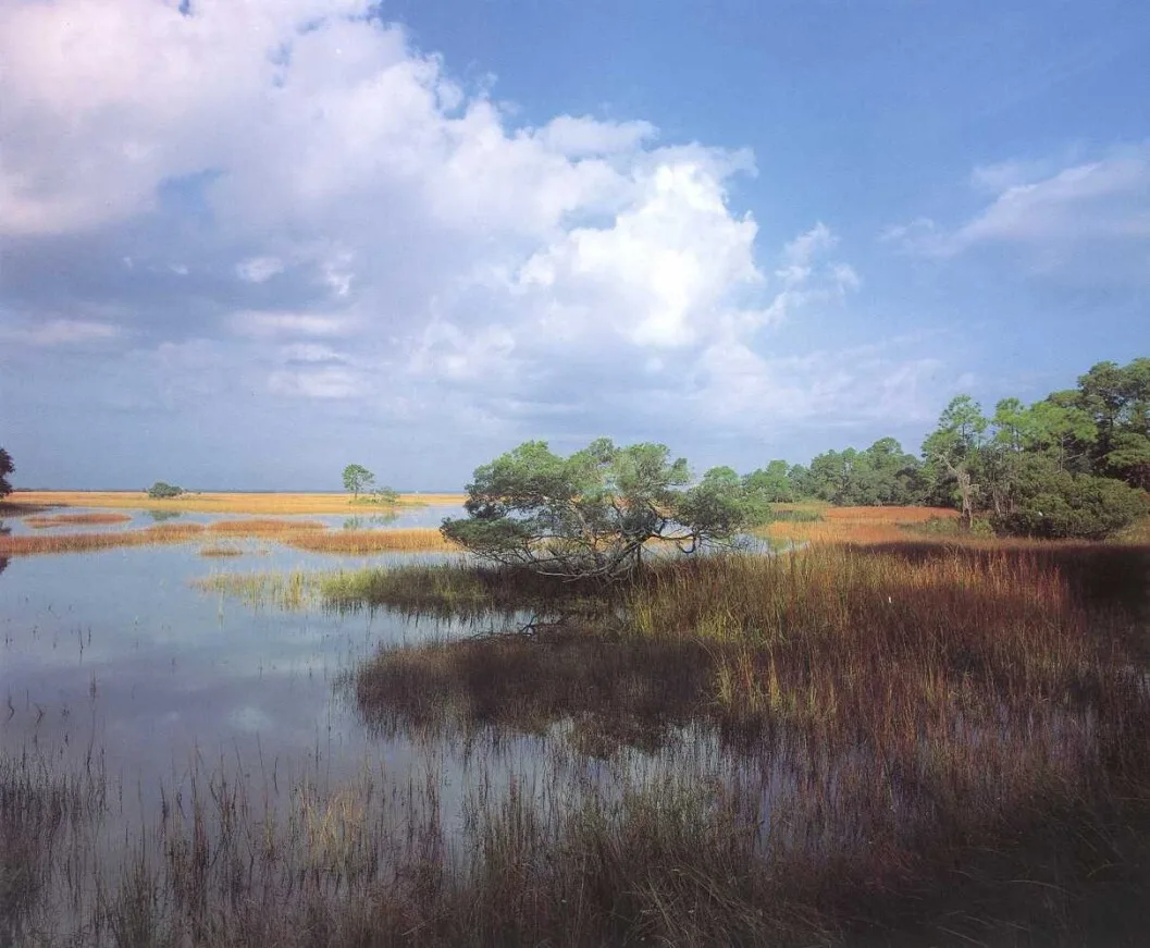 Salt marsh on Hunting Island, SC. Blue sky and clouds reflect in water and a tree stands in the middle on a hammock of land.